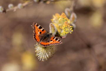 vanessa dell'ortica - aglais urticae
