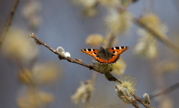 vanessa dell'ortica - aglais urticae