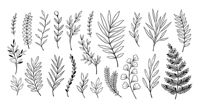 Hand drawn vector illustrations. Botanical branches of eucalyptus and fern. Floral design elements. Tattoo sketches. Perfect for weddng invitations, greeting cards, blogs, posters and more