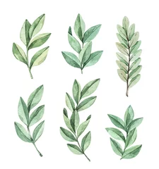 Handgezeichnete Aquarellillustration. Botanische Cliparts mit Eukalyptuszweigen und Blättern. Grün. Florale Design-Elemente. Perfekt für Hochzeitseinladungen, Karten, Drucke, Poster, Verpackung © Kate Macate