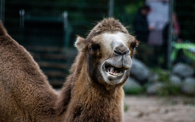 Camel laughing