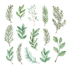 Hand drawn watercolor illustration. Botanical clipart with eucalyptus and fir-tree branches. Greenery. Floral Design elements. Perfect for wedding invitations, cards, prints, posters, packing