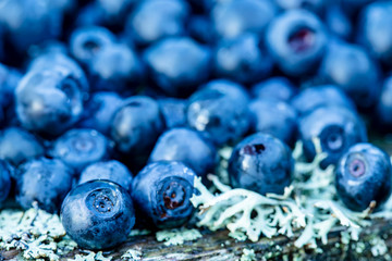 Delicious bunch of ripe blueberries is lying in the forest