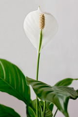 Beautiful and graceful flower blossomed at the houseplant Spathiphullum