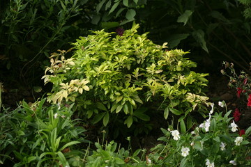 Fleurs du jardin d'agrément-