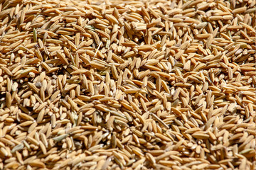 Seed paddy on floor.