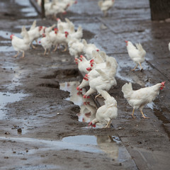 free roaming white chickens on organic farm near utrecht in holland