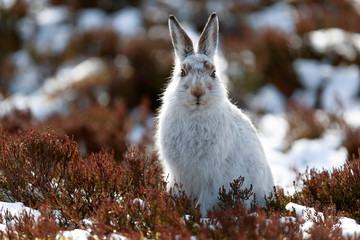 white rabbit