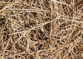Texture of dry straw pile.
