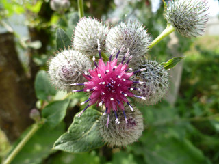 Burdock thorny purple flower, green buds and leaves in herbal garden. Blooming medicinal plant...