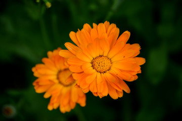 two orange flowers of calendula