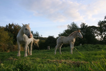 Fototapeta premium Jument et poulain-2