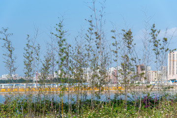 A row of verdant little bamboo in Confucius Cultural city