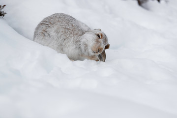white rabbit
