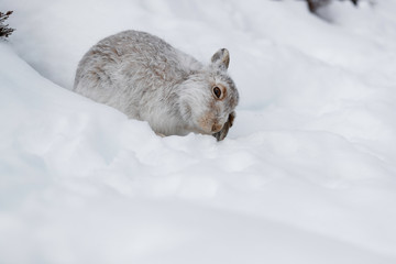 white rabbit