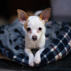 chihuahua toy puppy portrait