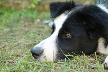 Primo piano del muso di un giovane border collie, animali e natura
