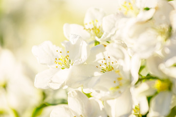 Obraz na płótnie Canvas Branches of apple-tree with white flowers against a blue spring sky