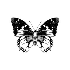 Hand drawn butterfly