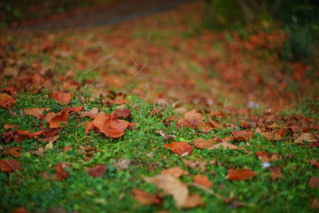 Natural background with orange fallen leaves on green grass