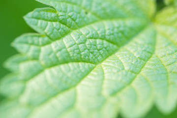 Leaves of green bright nettle closeup in summer