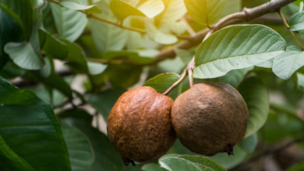 Guava on its tree