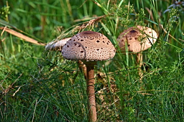 Edible mushroom in the forest in Bohemia, shot summer