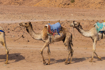 Dromedary from the Sinai Peninsula. Arabian camel (Camelus dromedarius). The animal is used by...