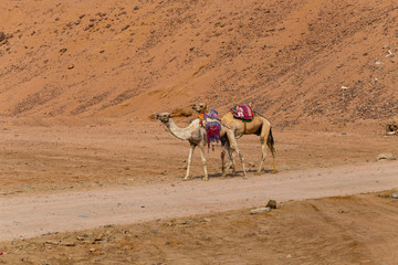 Dromedary from the Sinai Peninsula. Arabian camel (Camelus dromedarius). The animal is used by Bedouins as beast of burden to transport tourist through the desert sand dunes. 