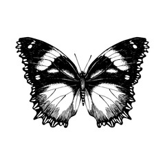 Hand drawn butterfly on white background