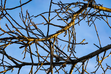 nature, tree, branches, blue, sky, weather, brown, clear, Sunny, day, winter, spring, cold, frost, natural, texture, background, blurred, large plpn, lot, set, organic, season, cloudy, fresh, air, win