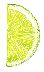 Half lime slice. Hand drawn watercolor illustration isolated on white.