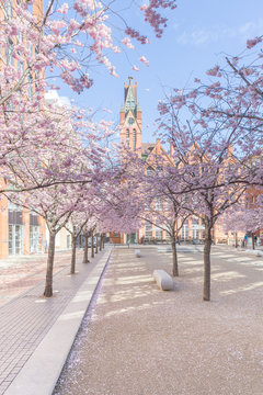 Cherry Blossom Trees At Ikon Gallery In Birmingham 