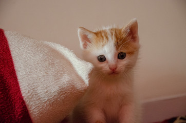 cat