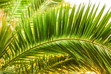 Plakat Palm trees in the park. Subtropical climate