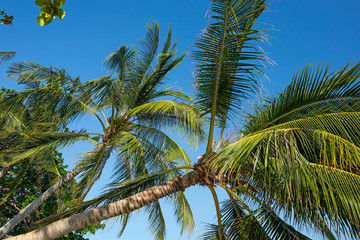 vivid coconut palm trees against blue sky