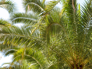 Obraz na płótnie Canvas Palm trees in the park. Subtropical climate