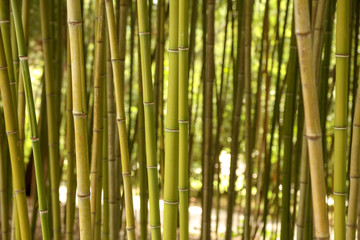 Bamboo stalks in the park as a background