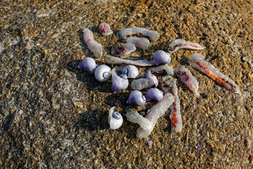 closeup of purple sea snails (Janthina janthina) on the rock