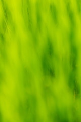 Green nature bokeh as abstract background