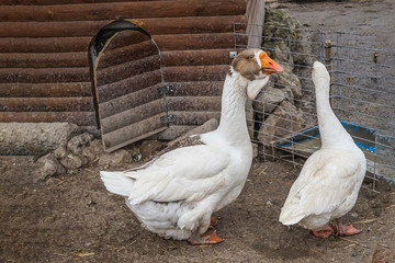 Large geese on the background.