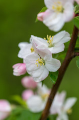 Flowers on the branches of apple trees in spring