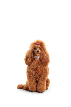 Groomed Red Poodle With A Sparkly Collar And A Bow On Her Head