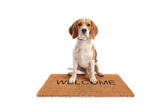 Cute beagle dog sitting on a brown welcome mat