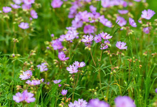 Beautiful purple flowers in nature