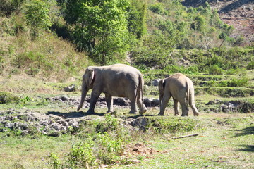 Éléphants dans la forêt 