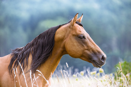 Quarter Horse Hengst