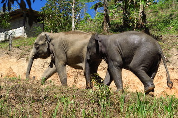 Éléphants dans la forêt 