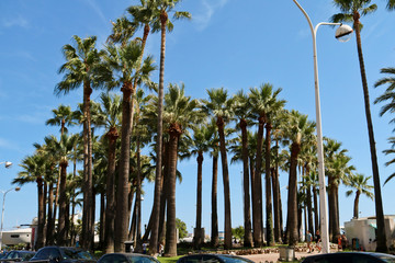 Fototapeta premium palm