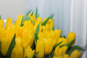 Beautiful bouquet of yellow tulips, close-up